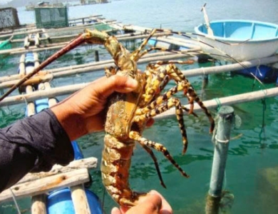 TOUR BÌNH BA - NINH CHỮ 3 NGÀY 3 ĐÊM 2026