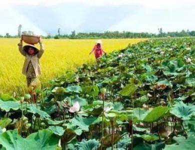 HÀNH TRÌNH TRÊN ĐẤT PHÙ SA - ĐỒNG THÁP 2 NGÀY 1 ĐÊM