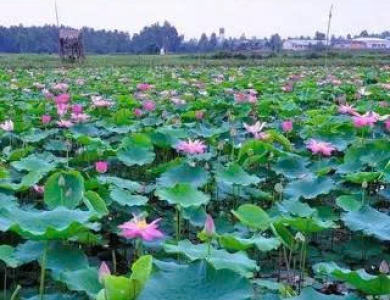 HÀNH TRÌNH TRÊN ĐẤT PHÙ SA - ĐỒNG THÁP 2 NGÀY 1 ĐÊM