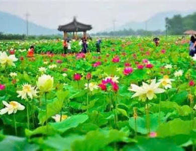 HÀNH TRÌNH TRÊN ĐẤT PHÙ SA - ĐỒNG THÁP 2 NGÀY 1 ĐÊM