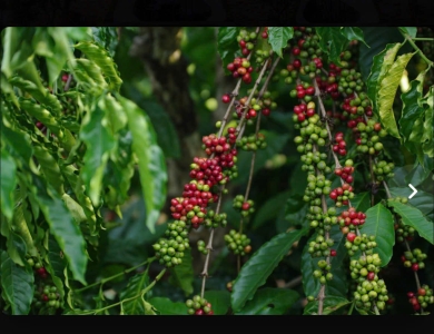 Buôn Ma Thuột – Buôn Đôn - Pleiku – Kon Tum - Măng Đen 5 ngày 4 đêm