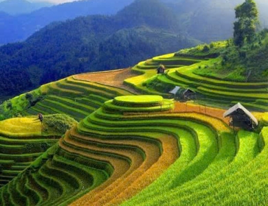 Tây Bắc Mùa Lúa Chín - Nghĩa Lộ - Mù Cang Chải - Sapa - Fansipan - Lai Châu - Điện Biên - Mộc Châu