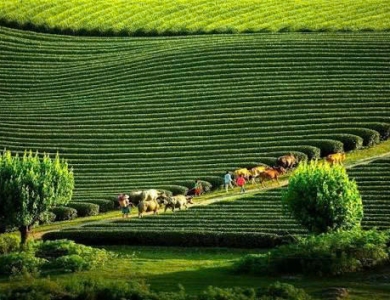Tây Bắc Mùa Lúa Chín - Nghĩa Lộ - Mù Cang Chải - Sapa - Fansipan - Lai Châu - Điện Biên - Mộc Châu