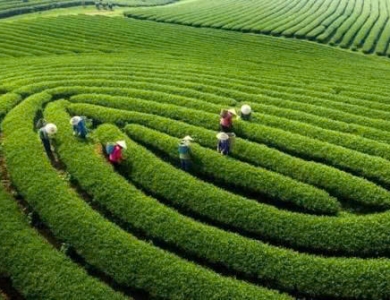 Tây Bắc Mùa Lúa Chín - Nghĩa Lộ - Mù Cang Chải - Sapa - Fansipan - Lai Châu - Điện Biên - Mộc Châu