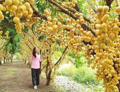 Tour 1 ngày Cái Bè - Cù Lao Tân Phong - Vĩnh Long