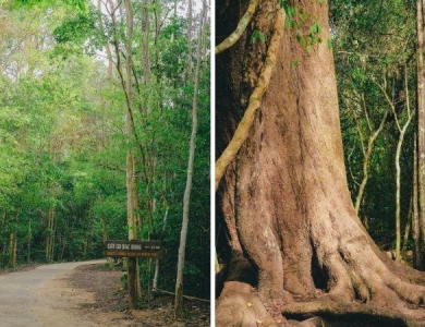 TOUR VƯỜN QUỐC GIA CÁT TIÊN 2N1Đ