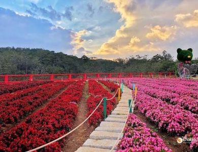 TOUR ĐOÀN ĐÀ LẠT 3 NGÀY 2 ĐÊM
