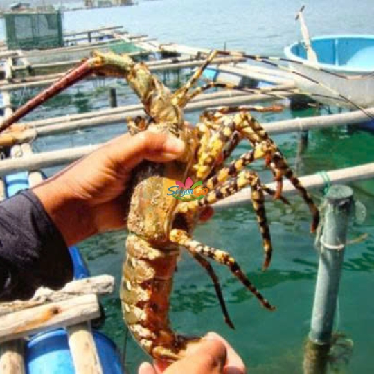 TOUR BÌNH BA - NINH CHỮ 3 NGÀY 3 ĐÊM 2026