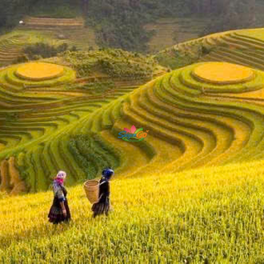 TOUR SAPA 3 NGÀY 2 ĐÊM CHẠM MÂY ĐÓN GIÓ