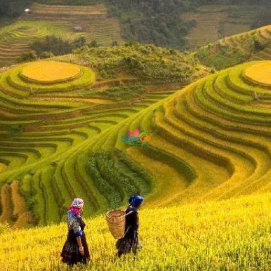 TOUR SAPA 3 NGÀY 2 ĐÊM HOT NHẤT NĂM 2026
