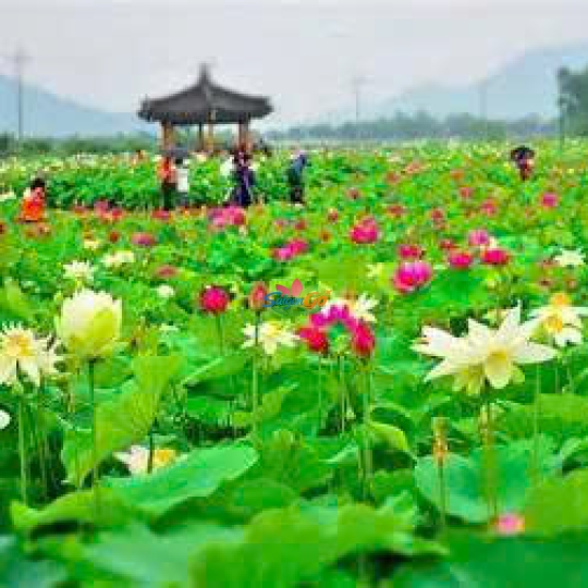 HÀNH TRÌNH TRÊN ĐẤT PHÙ SA - ĐỒNG THÁP 2 NGÀY 1 ĐÊM