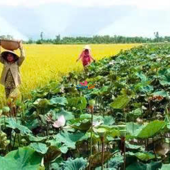 HÀNH TRÌNH TRÊN ĐẤT PHÙ SA - ĐỒNG THÁP 2 NGÀY 1 ĐÊM