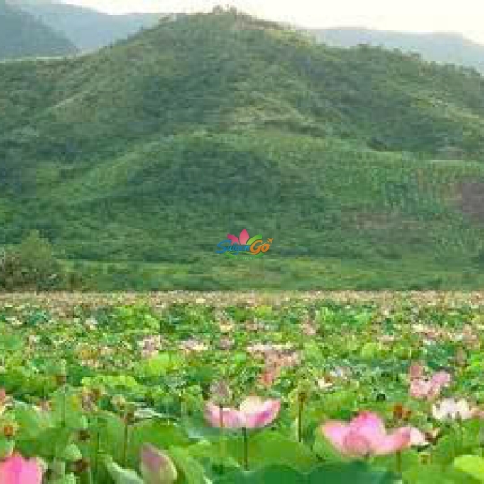 HÀNH TRÌNH TRÊN ĐẤT PHÙ SA - ĐỒNG THÁP 2 NGÀY 1 ĐÊM