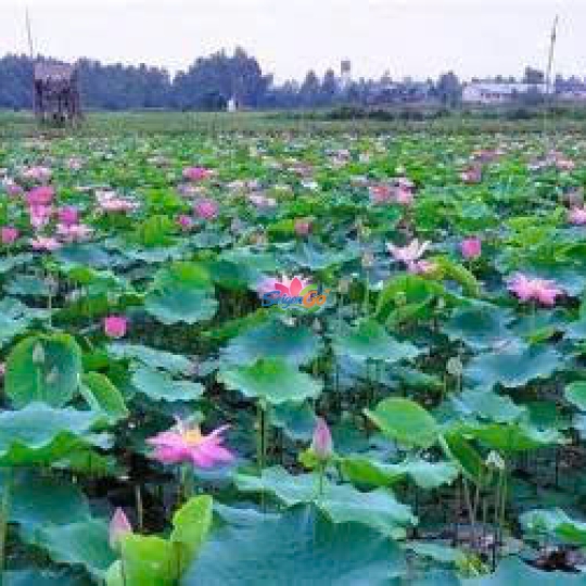 HÀNH TRÌNH TRÊN ĐẤT PHÙ SA - ĐỒNG THÁP 2 NGÀY 1 ĐÊM