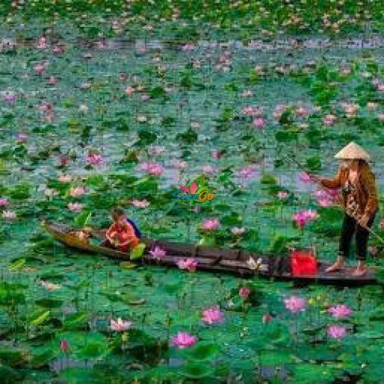HÀNH TRÌNH TRÊN ĐẤT PHÙ SA - ĐỒNG THÁP 2 NGÀY 1 ĐÊM