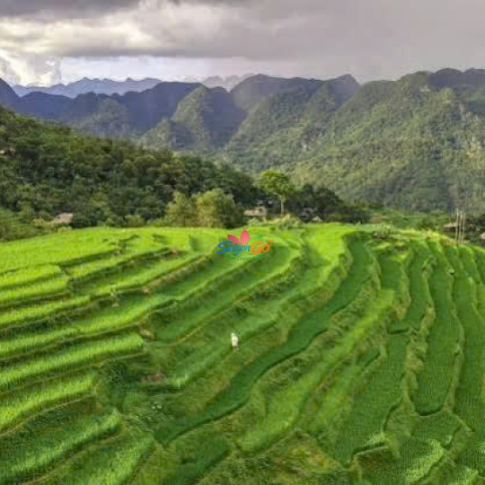 TOUR DU LỊCH PÙ LUÔNG 2 NGÀY 1 ĐÊM