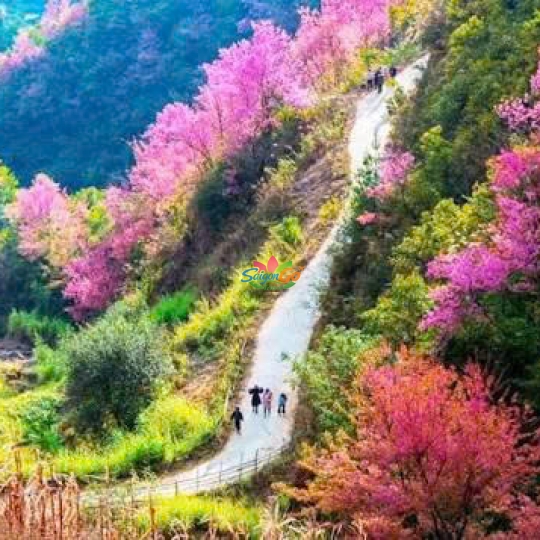Tây Bắc Mùa Lúa Chín - Nghĩa Lộ - Mù Cang Chải - Sapa - Fansipan - Lai Châu - Điện Biên - Mộc Châu