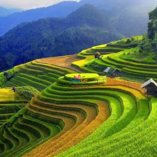 Tây Bắc Mùa Lúa Chín - Nghĩa Lộ - Mù Cang Chải - Sapa - Fansipan - Lai Châu - Điện Biên - Mộc Châu