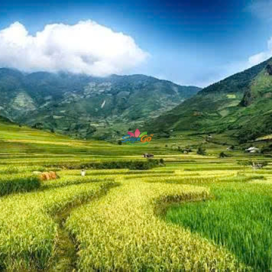 Tây Bắc Mùa Lúa Chín - Nghĩa Lộ - Mù Cang Chải - Sapa - Fansipan - Lai Châu - Điện Biên - Mộc Châu