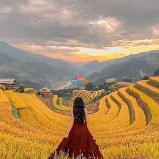 Tây Bắc Mùa Lúa Chín - Nghĩa Lộ - Mù Cang Chải - Sapa - Fansipan - Lai Châu - Điện Biên - Mộc Châu