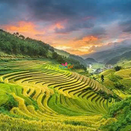 Tây Bắc Mùa Lúa Chín - Nghĩa Lộ - Mù Cang Chải - Sapa - Fansipan - Lai Châu - Điện Biên - Mộc Châu