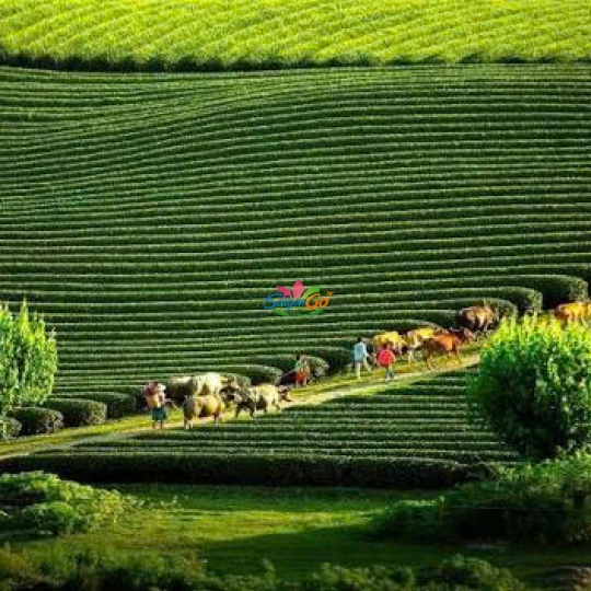 Tây Bắc Mùa Lúa Chín - Nghĩa Lộ - Mù Cang Chải - Sapa - Fansipan - Lai Châu - Điện Biên - Mộc Châu