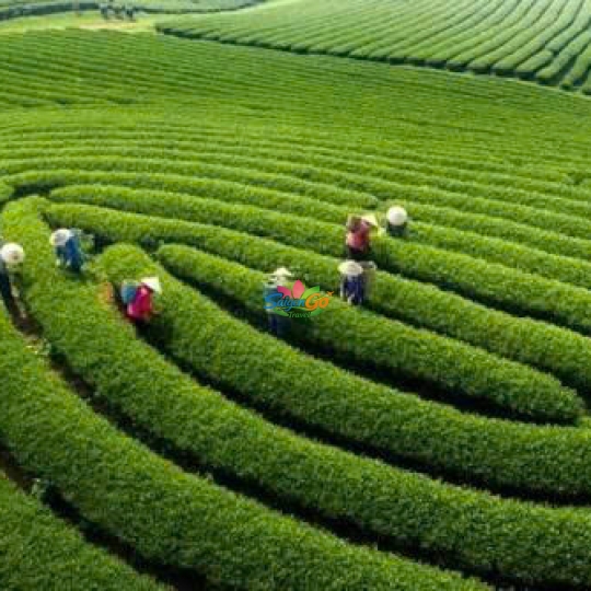 Tây Bắc Mùa Lúa Chín - Nghĩa Lộ - Mù Cang Chải - Sapa - Fansipan - Lai Châu - Điện Biên - Mộc Châu