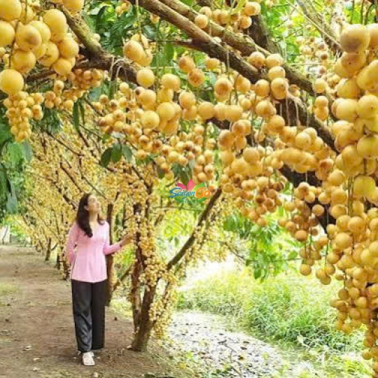 Tour 1 ngày Cái Bè - Cù Lao Tân Phong - Vĩnh Long