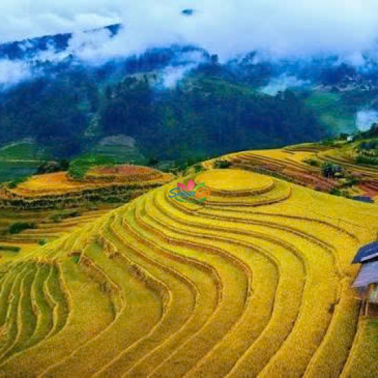 TOUR DU LỊCH Pù Luông - Hòa Bình - Mù Cang Chải - La Pán Tẩn - Tà Xùa