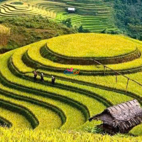 TOUR DU LỊCH Pù Luông - Hòa Bình - Mù Cang Chải - La Pán Tẩn - Tà Xùa