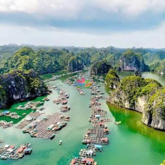 Tour Miền Bắc 1 Ngày Hà Nội - Đảo Cát Bà - Vịnh Lan Hạ - Động Trung Hang