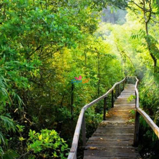 TOUR VƯỜN QUỐC GIA CÁT TIÊN 2N1Đ