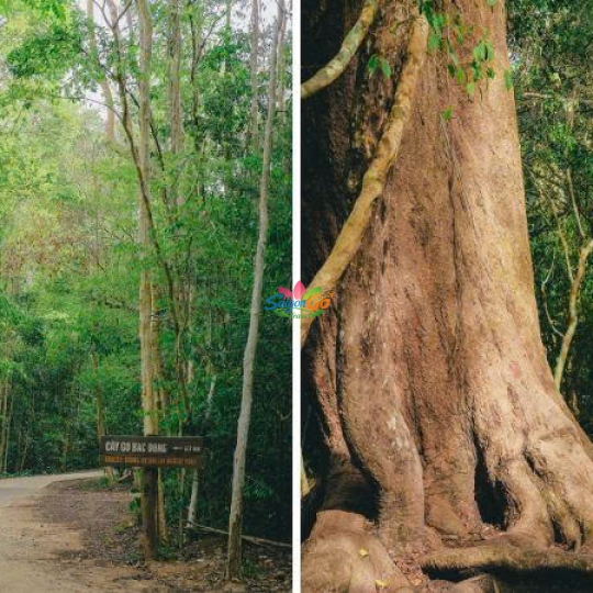 TOUR VƯỜN QUỐC GIA CÁT TIÊN 2N1Đ