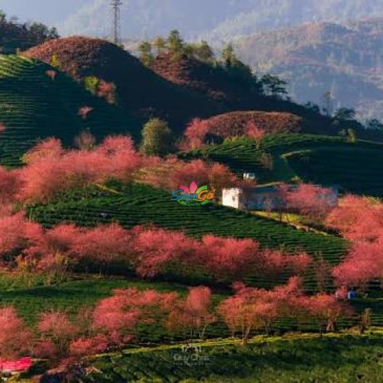 TOUR SAPA 3 NGÀY 2 ĐÊM CHẠM MÂY ĐÓN GIÓ
