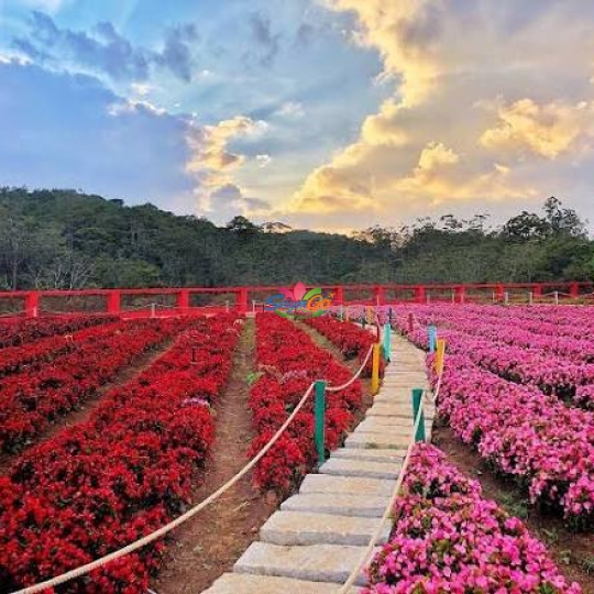TOUR ĐOÀN ĐÀ LẠT 3 NGÀY 2 ĐÊM